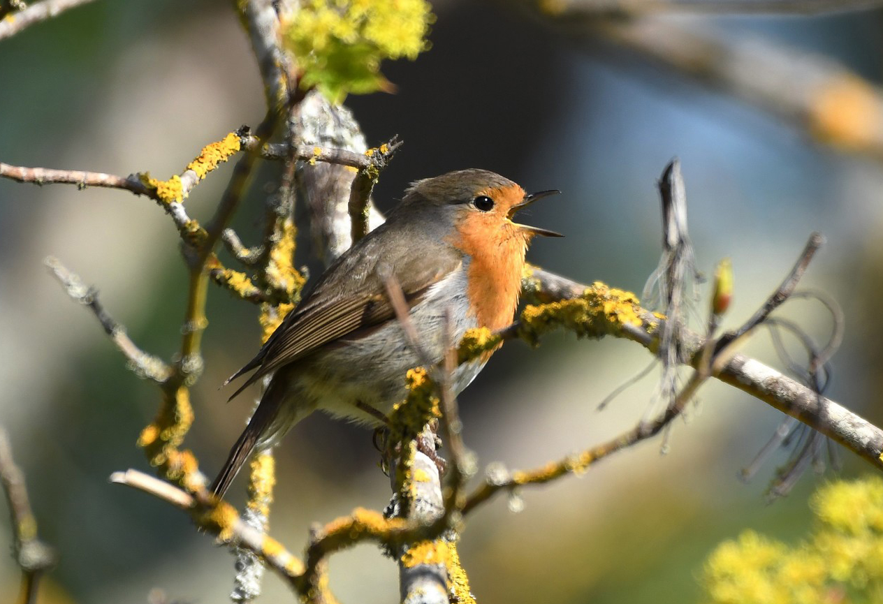 Rouge-gorge familier